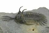 Short Trident Walliserops Trilobite - Timrzit, Morocco #273888-1